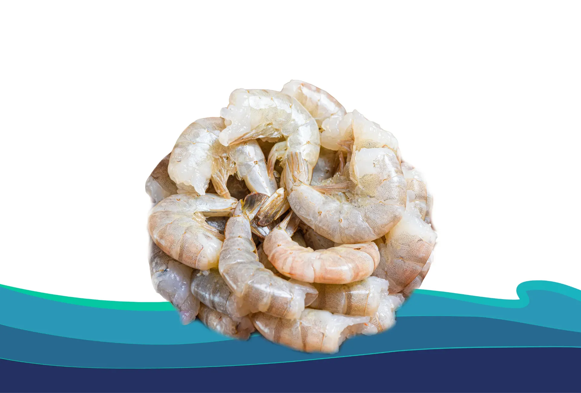 [CC04150S] CAMARÒN C. 41-50 SHELON