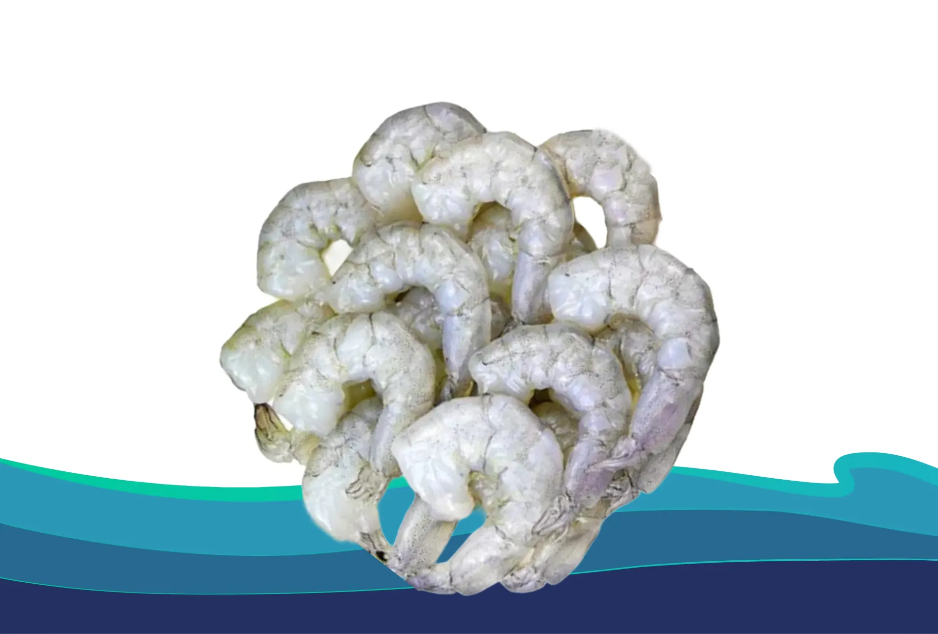 [CC05160S] CAMARÒN C.51-60 SHELON